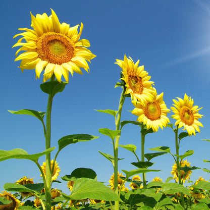 Skyscraper Sunflower Seeds