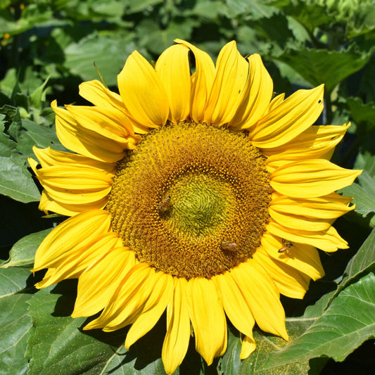 Sunspot Sunflower Seeds