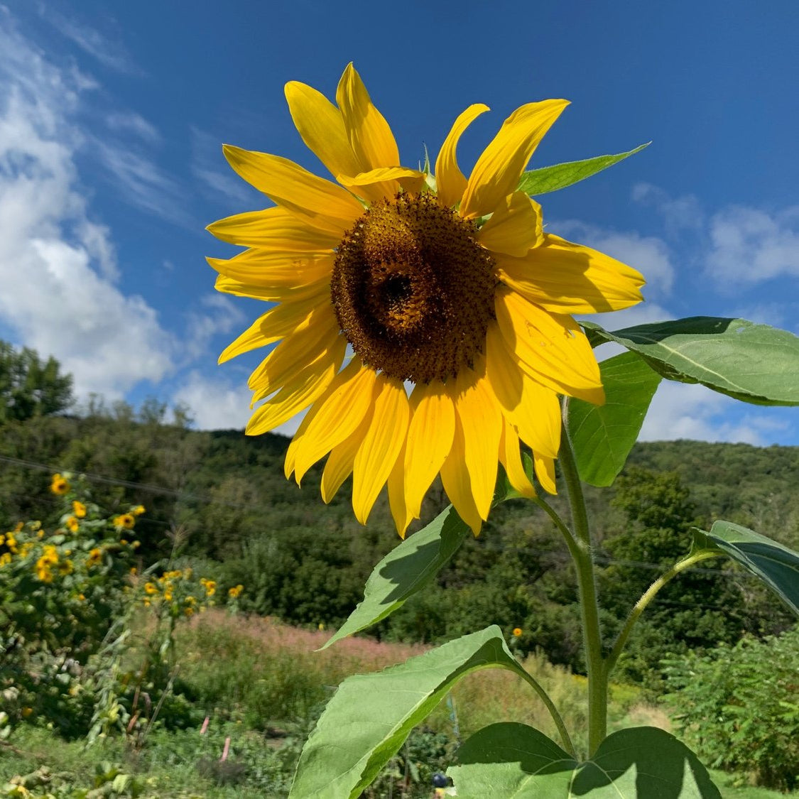 Sonnenblumen 'Sunzilla Giant' Samen
