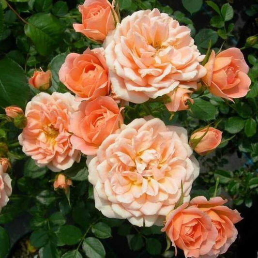 Climbing Winter Sunset Rose - Warm Orange & Pink Climbing Rose Bush for Your Garden