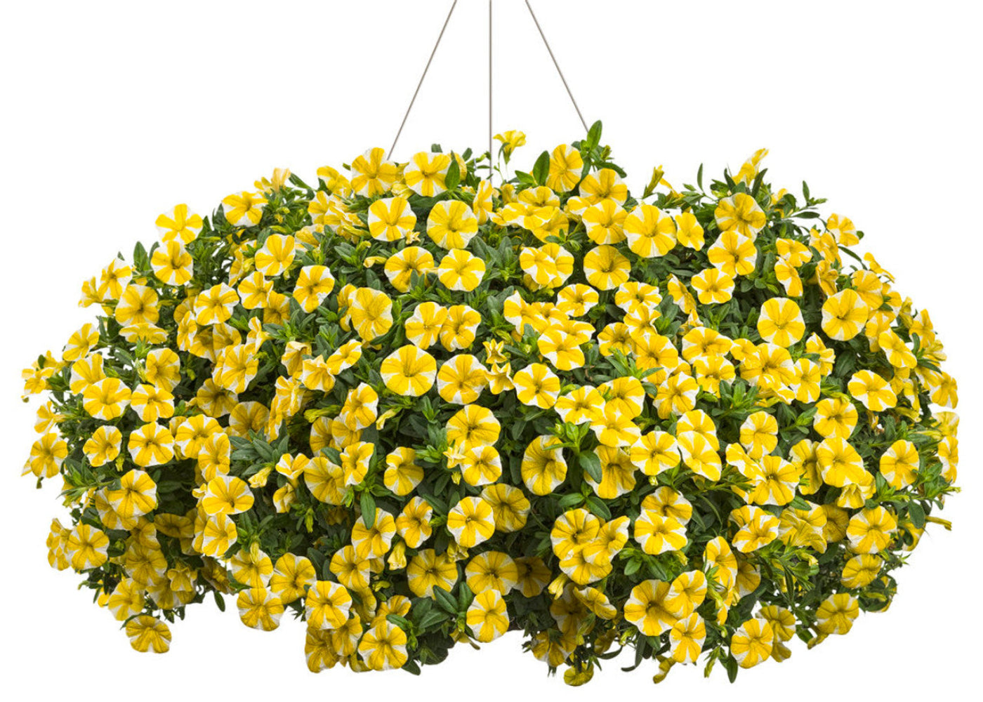 Superbells Lemon Slice Calibrachoa Flower Seeds