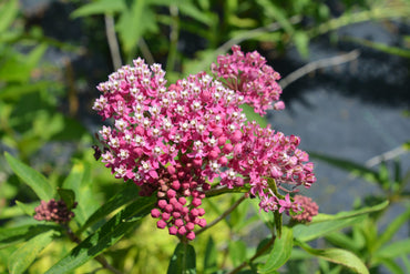 Asclepias Incarnata Flower Seeds