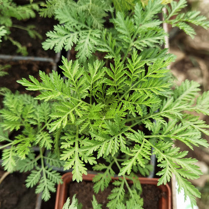 Semi di Erba di Assenzio Dolce