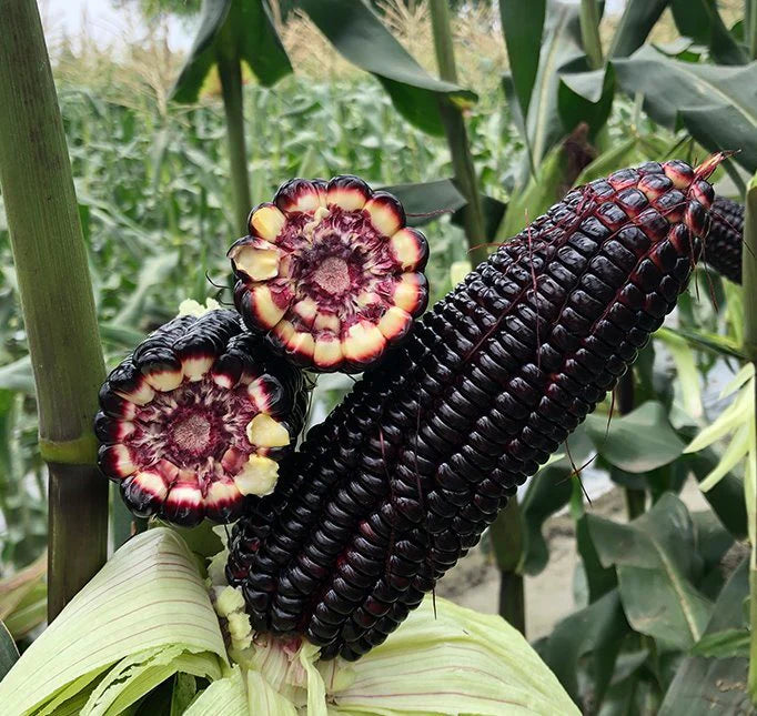 Purple Corn Seeds