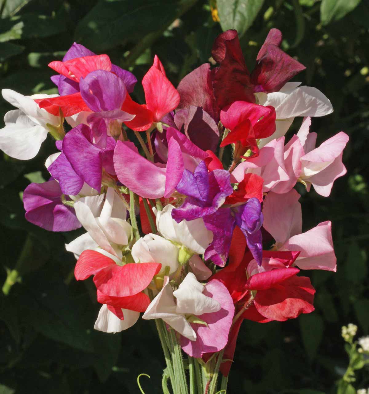 Lathyrus Odoratus Flower seeds for Planting - Wildflower Mix, Heirloom & GMO Free Seeds for Home Garden
