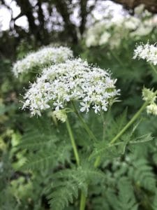 伝統種スイートシシリー花の種まき用 季節の開花植物 伝統種・遺伝子組み換えなし 家庭菜園用