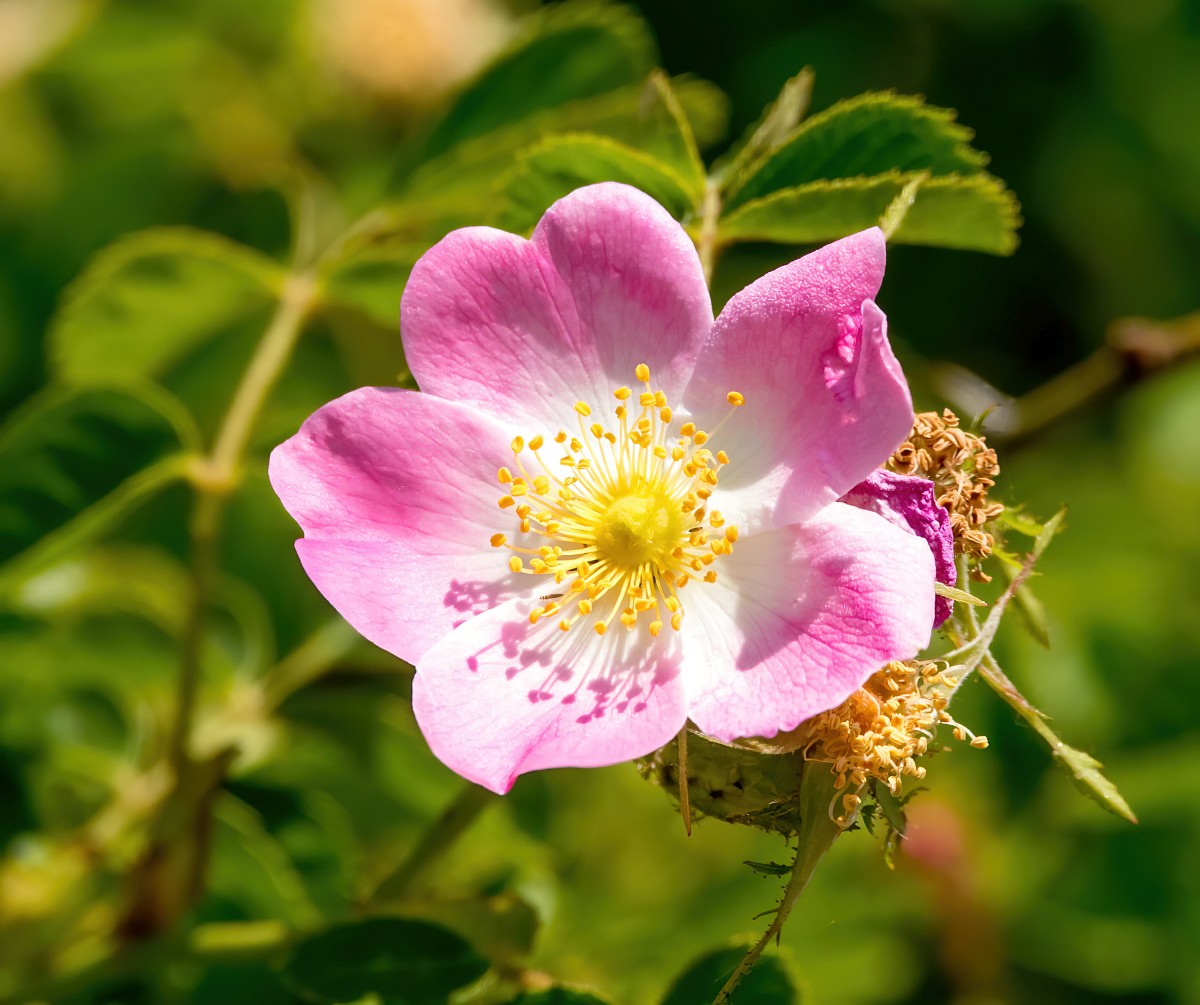 Rosa Rubiginosa Flower Seeds