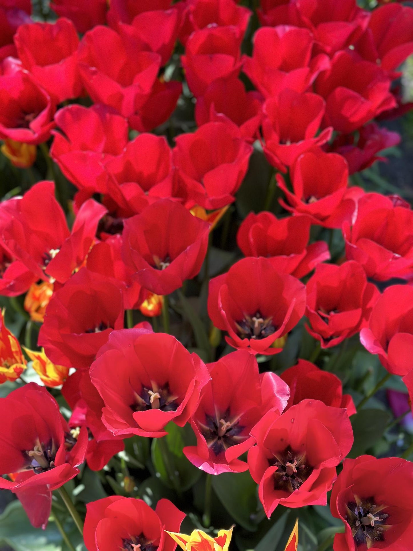 Samen der tiefroten Tulpenblume zum Pflanzen, lange Blütezeit, Erbstück- und gentechnikfreie Samen für den Hausgarten

Verkauf