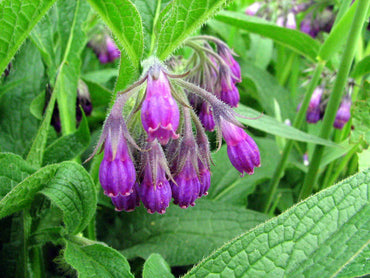 Lila Beinwell-Blumensamen zum Pflanzen – Bunte Blütenpracht, Erbstücksamen & Gentechnikfreie Samen für den Hausgarten