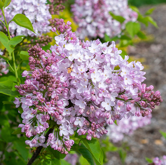 Lilac Syringa Vulgaris Seeds