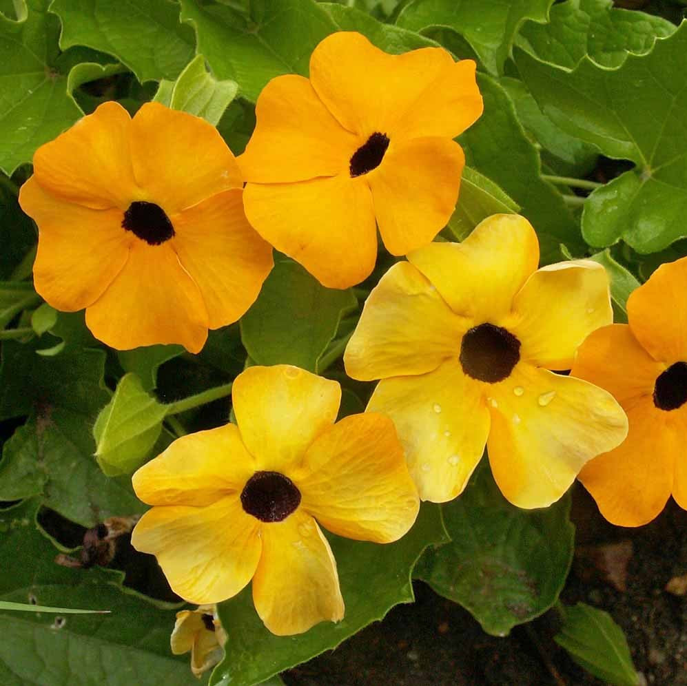 Black-Eyed Susan Vine Flower Seeds