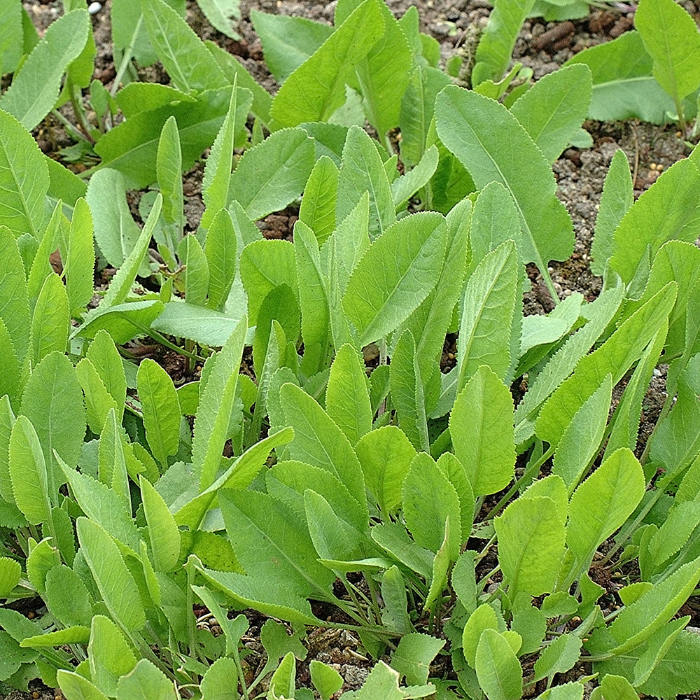 Costmary Herb Seeds