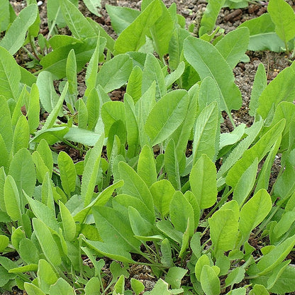 Costmary Herb Seeds