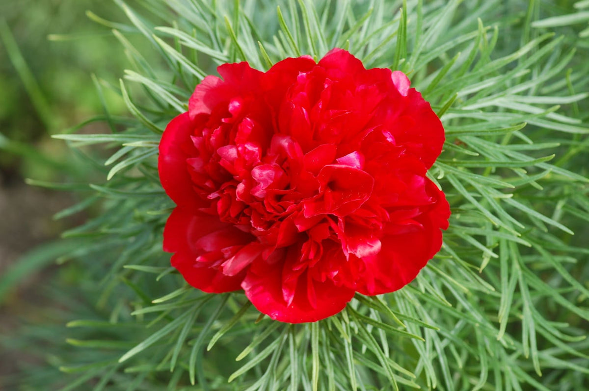 Paeonia Flower seeds for Planting - Easy to Grow, Heirloom & GMO Free Seeds for Home Garden
 
 Sale for planting in home garden.