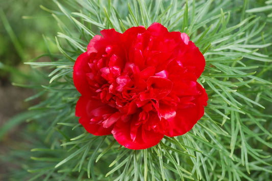 Paeonia Flower seeds for Planting - Easy to Grow, Heirloom & GMO Free Seeds for Home Garden
 
 Sale for planting in home garden.