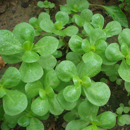 Golden Purslane Vegetable Seeds