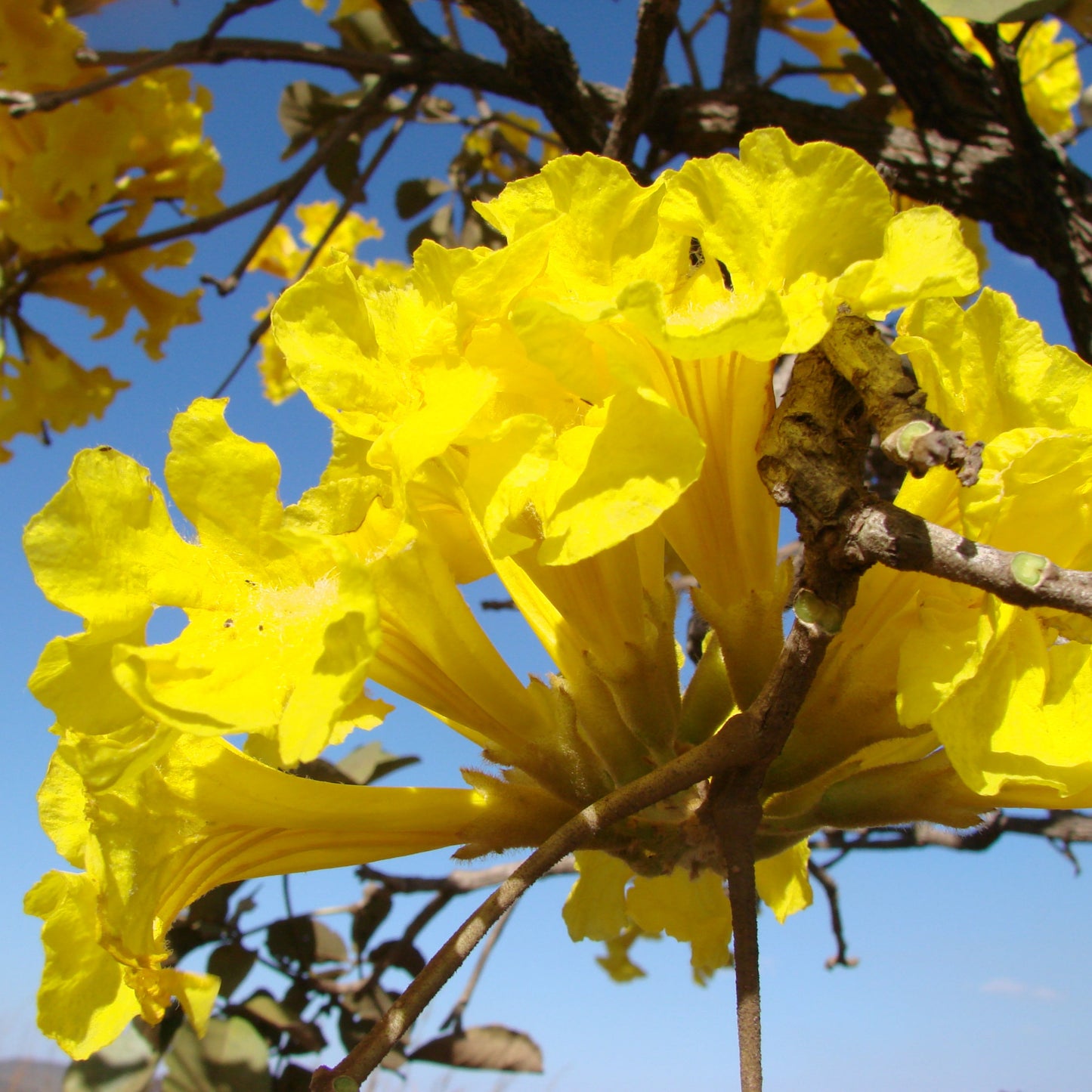 Tabebuia Caraiba Flower Seeds