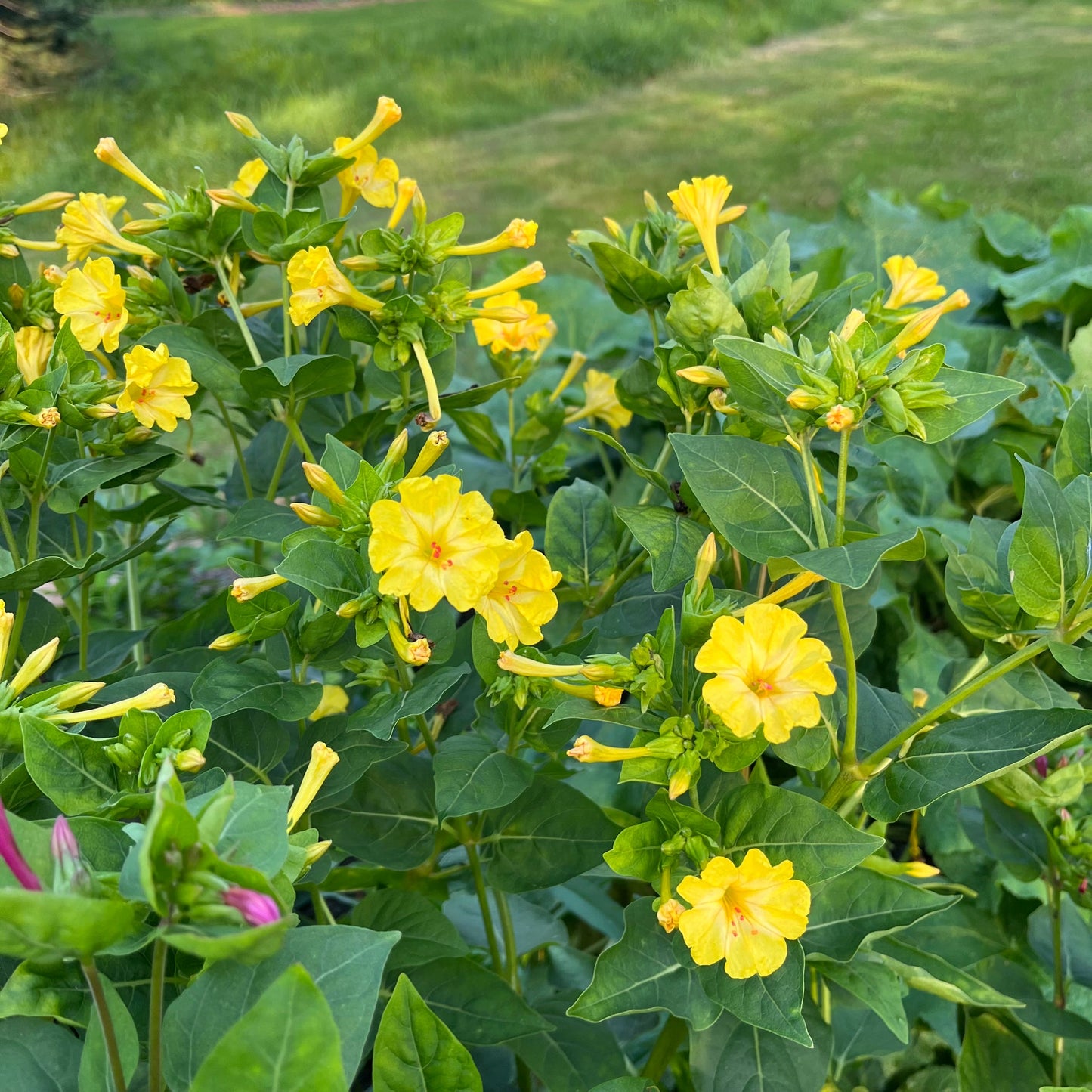 Graines de fleur de gloire du matin jaune