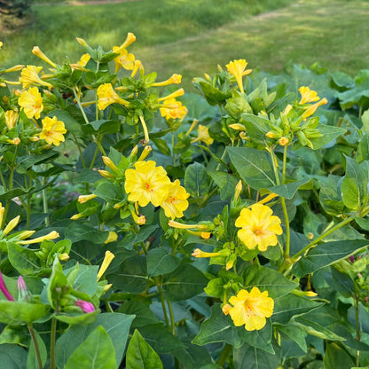 Graines de fleur de gloire du matin jaune