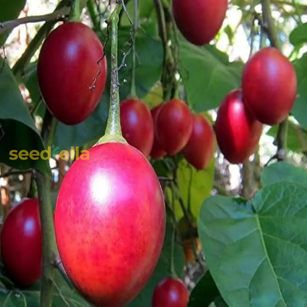Tamarillo Planting Essentials For Your Garden Seed For Delicious Harvests heirloom non-gmo organic garden seeds