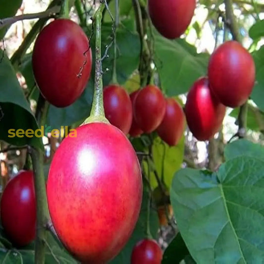 Tamarillo Planting Essentials For Your Garden Seed For Delicious Harvests heirloom non-gmo organic garden seeds