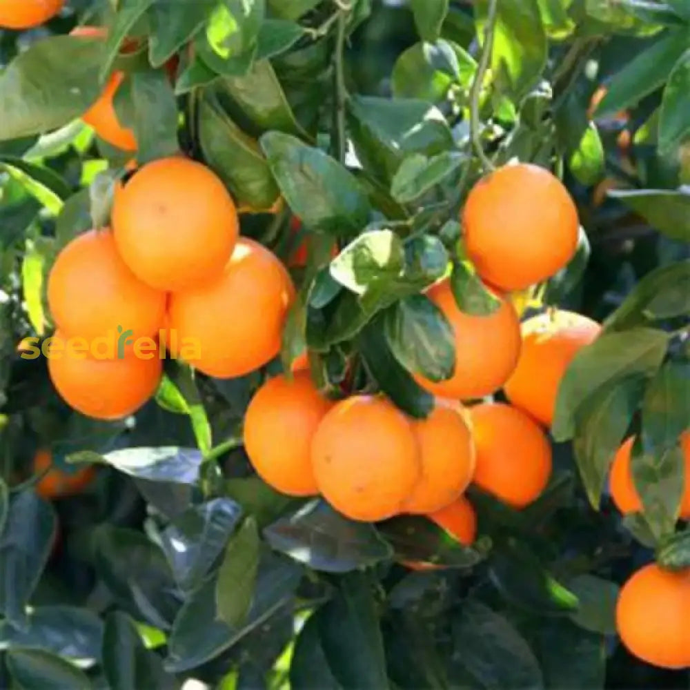 Tangerine Fruit Seeds For Easy Planting Homegrown Citrus Delight heirloom non-gmo organic garden seeds