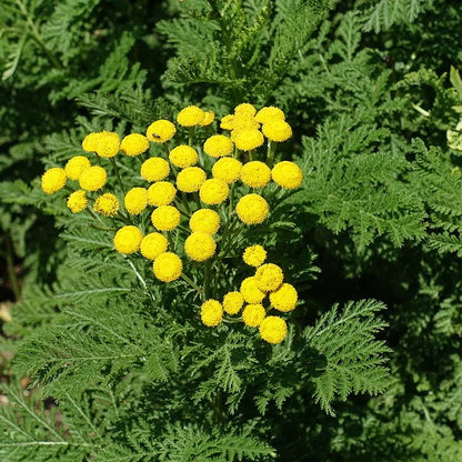 Heirloom Tansy Flower seeds for Planting Bright Blooms Heirloom & GMO Free Seeds for Home Garden