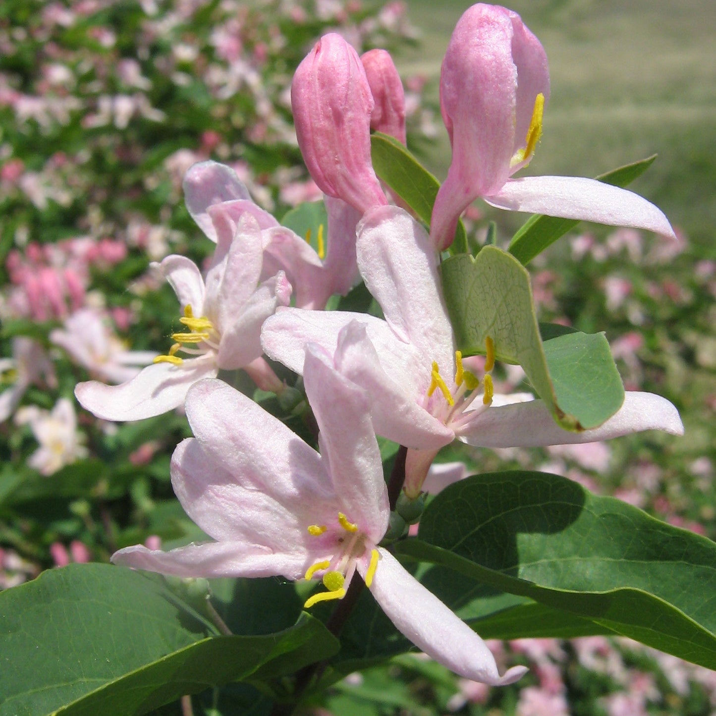 Tatarian Honeysuckle Flower Seeds