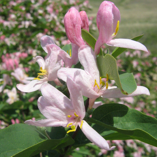 Tatarian Honeysuckle Flower Seeds
