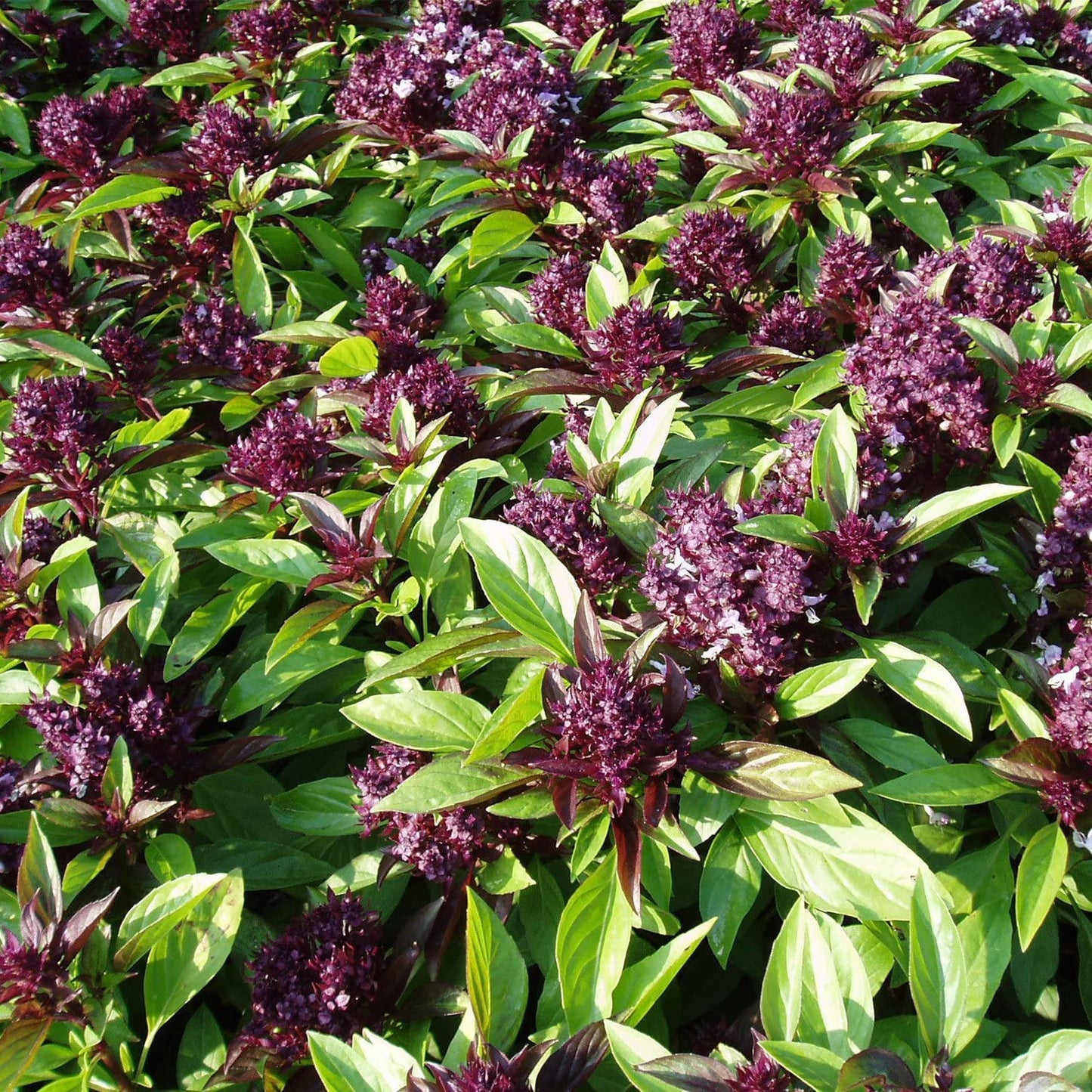 Semi di erbe Ocimum Basilicum 'Siam Queen'