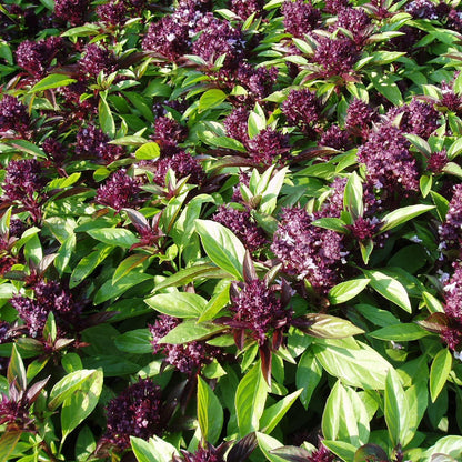 Semi di erbe Ocimum Basilicum 'Siam Queen'