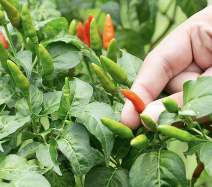 タイのバードアイチリペッパー野菜の種