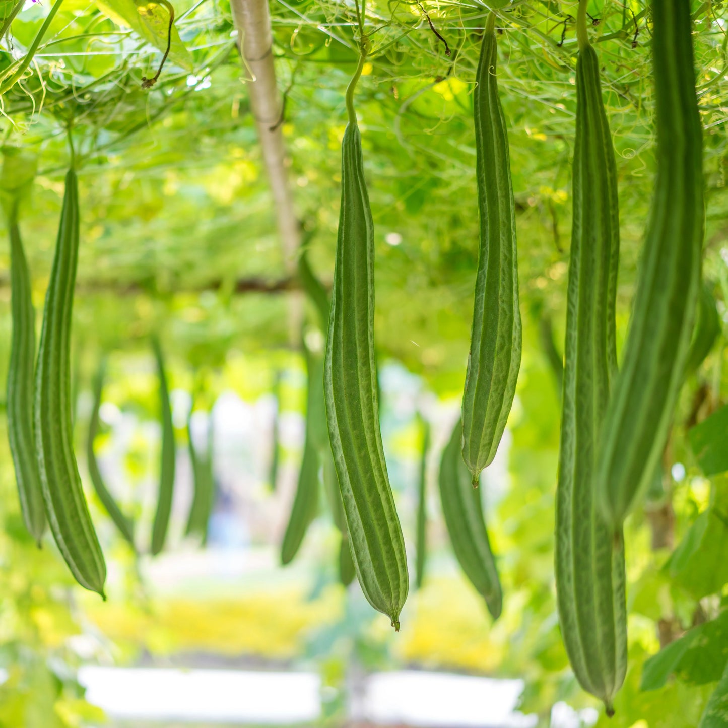 Sponge Gourd (Luffa Cylindrica) Vegetable Seeds for Planting – Heirloom, Non-GMO, Easy to Grow
