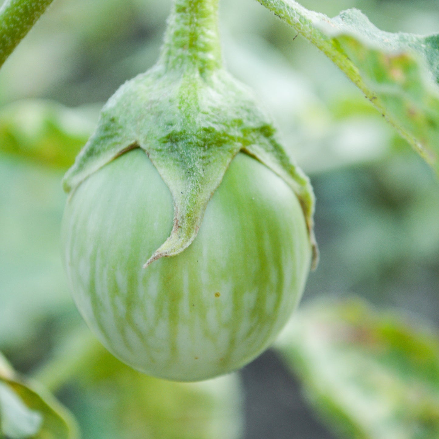 Semillas de berenjena redonda tailandesa