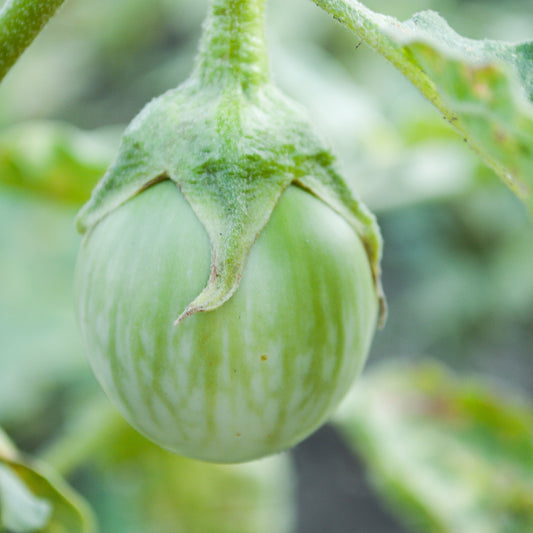 タイの丸ナスの野菜の種