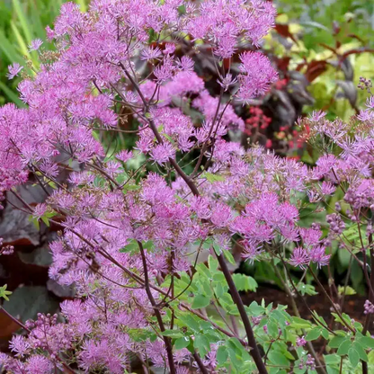 Thalictrum Aquilegifolium Flower Seeds