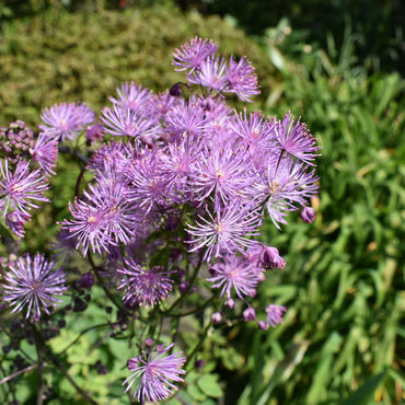 Thalictrum Aquilegifolium Flower Seeds