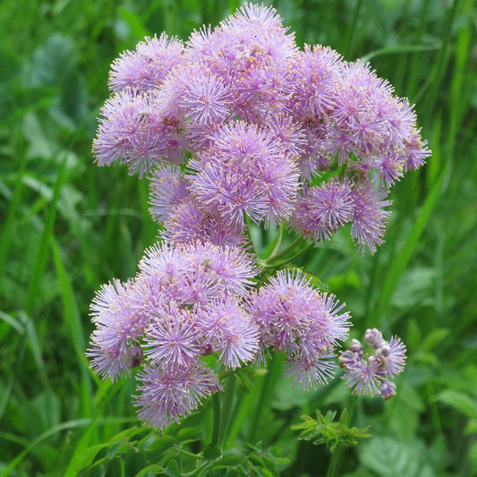Thalictrum Aquilegifolium Flower Seeds