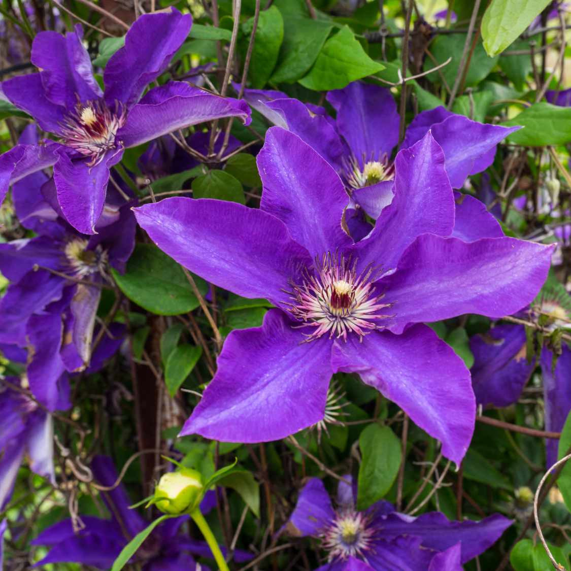 Dark Purple Clematis Flower Seeds