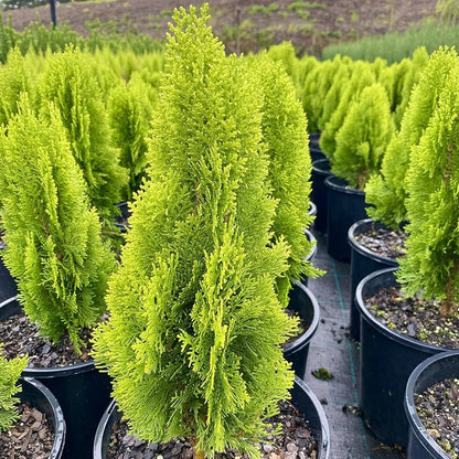 Semi di pianta di Thuja
