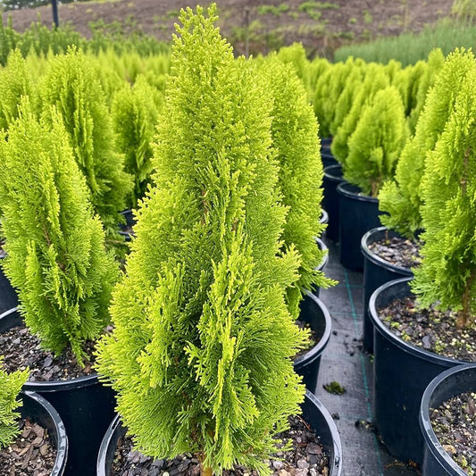 Semi di pianta di Thuja