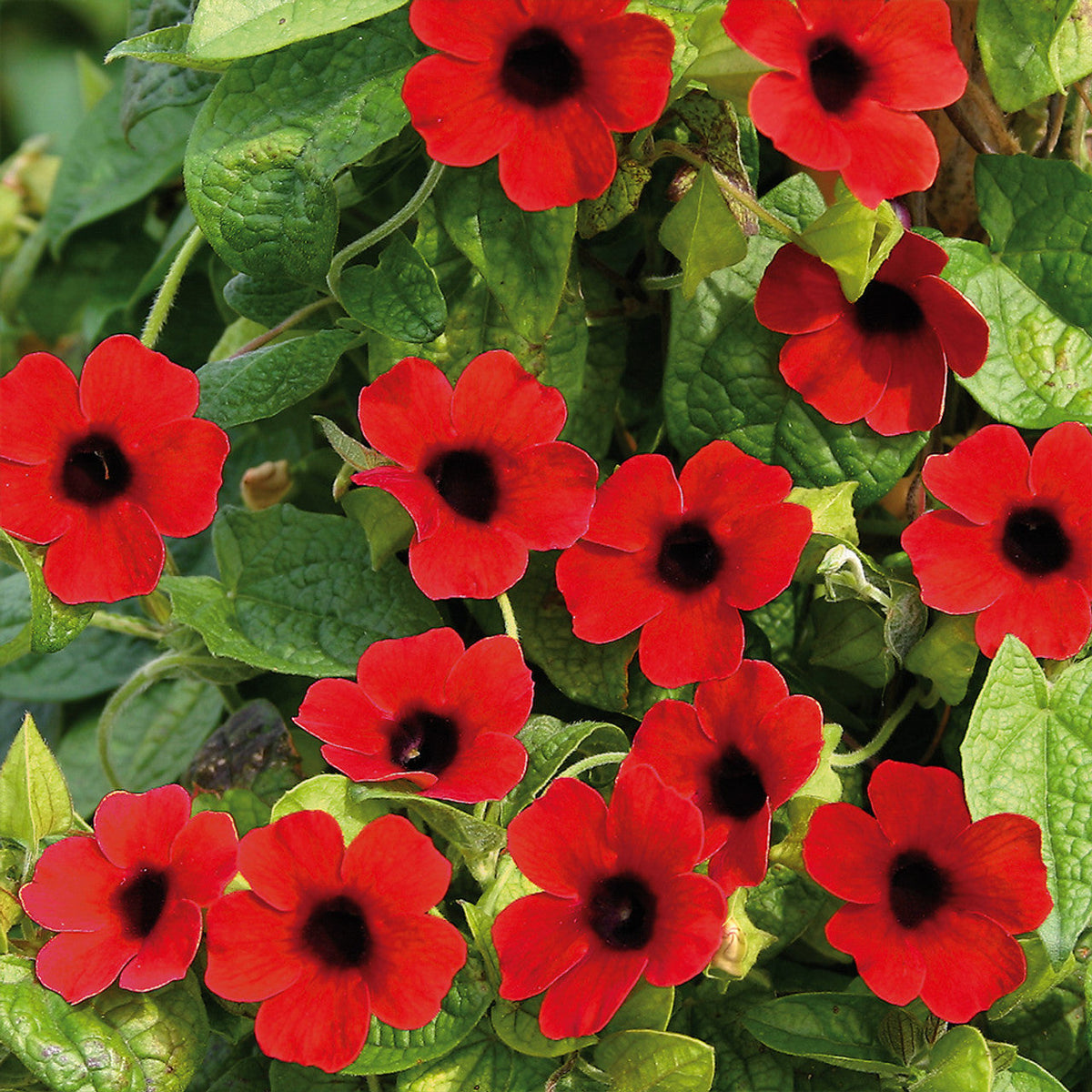 Thunbergia Alata Flower seeds for Planting Premium Quality Heirloom & GMO Free Seeds for Home Garden 
 
 Sale for planting in home garden