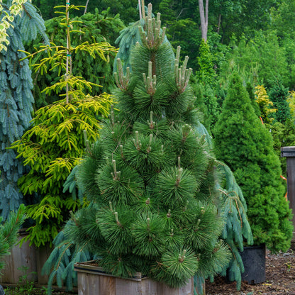 pine garden seeds Japanese Black Pine (Pinus thunbergii) Herb Seeds for Planting – Heirl – Pure Asia Seeds