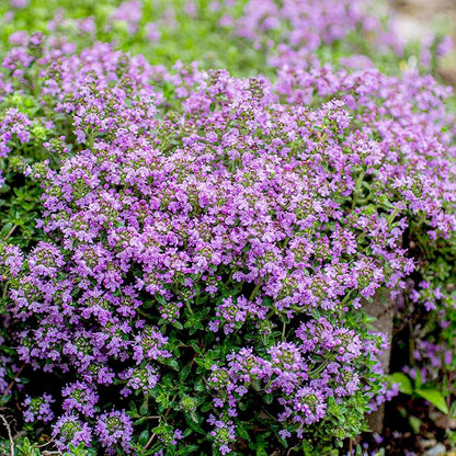 Thymus serpyllum fragrant ground cover