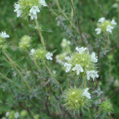 Thymus Mastichina Herb Seeds