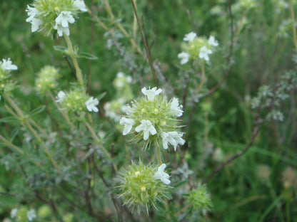 Thymus Mastichina Herb Seeds