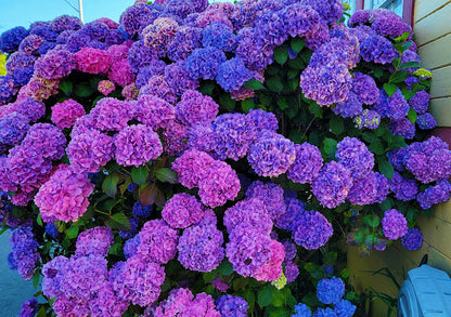 Dark Purple Hydrangea Flower Seeds