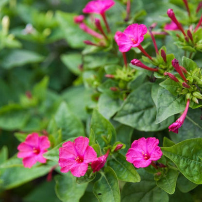 Mirabilis Jalapa Flower Seeds