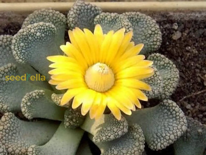 Titanopsis Fulleri Seeds for Easy Planting