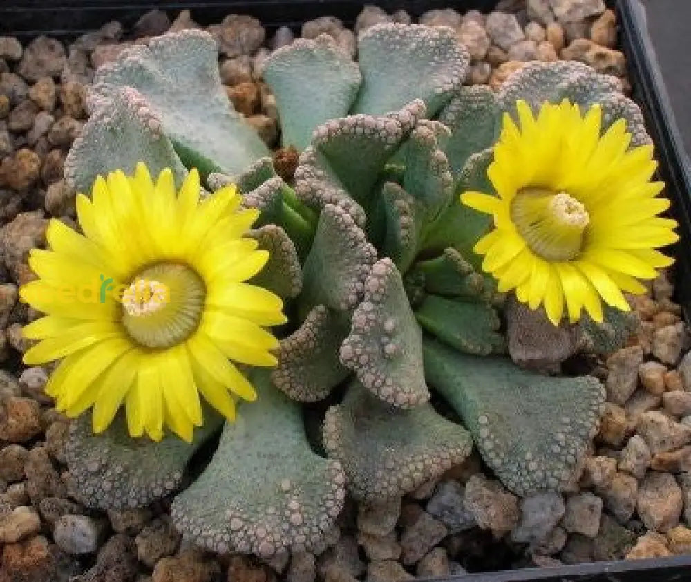 Titanopsis Fulleri Seeds for Easy Planting